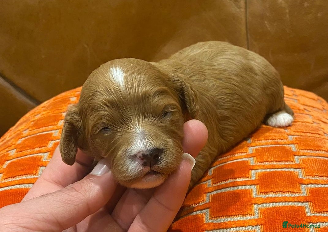 Cavapoo dogs F1 cavapoo 4 girls 1 boy - Advert 1