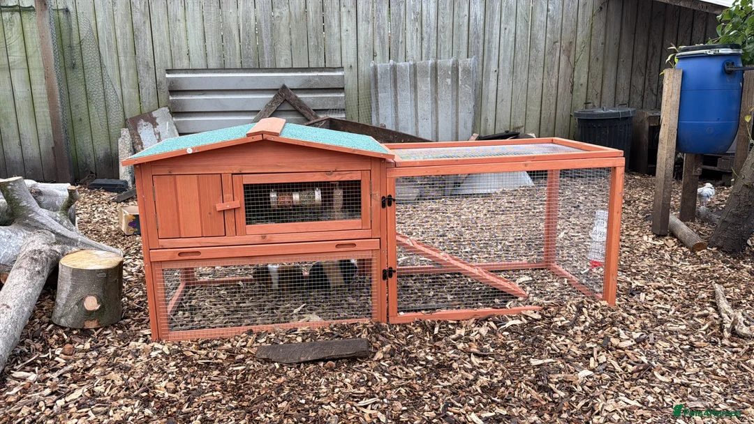 Guinea Pig rodents for sale: 3 female pigs  - Advert 4