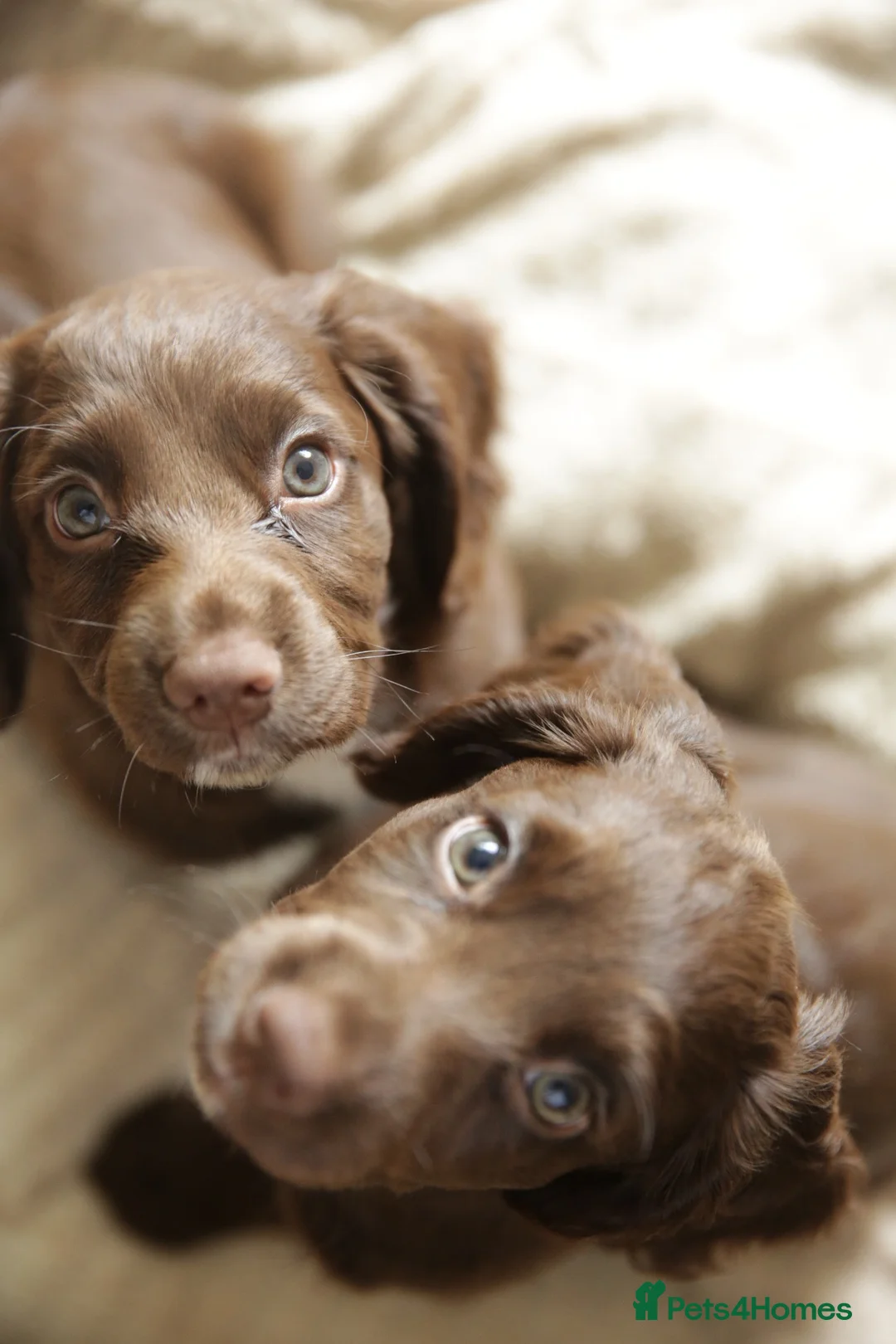 Cocker Spaniel dogs for sale: KC Registered Working Cocker Spaniels in London - Advert 8