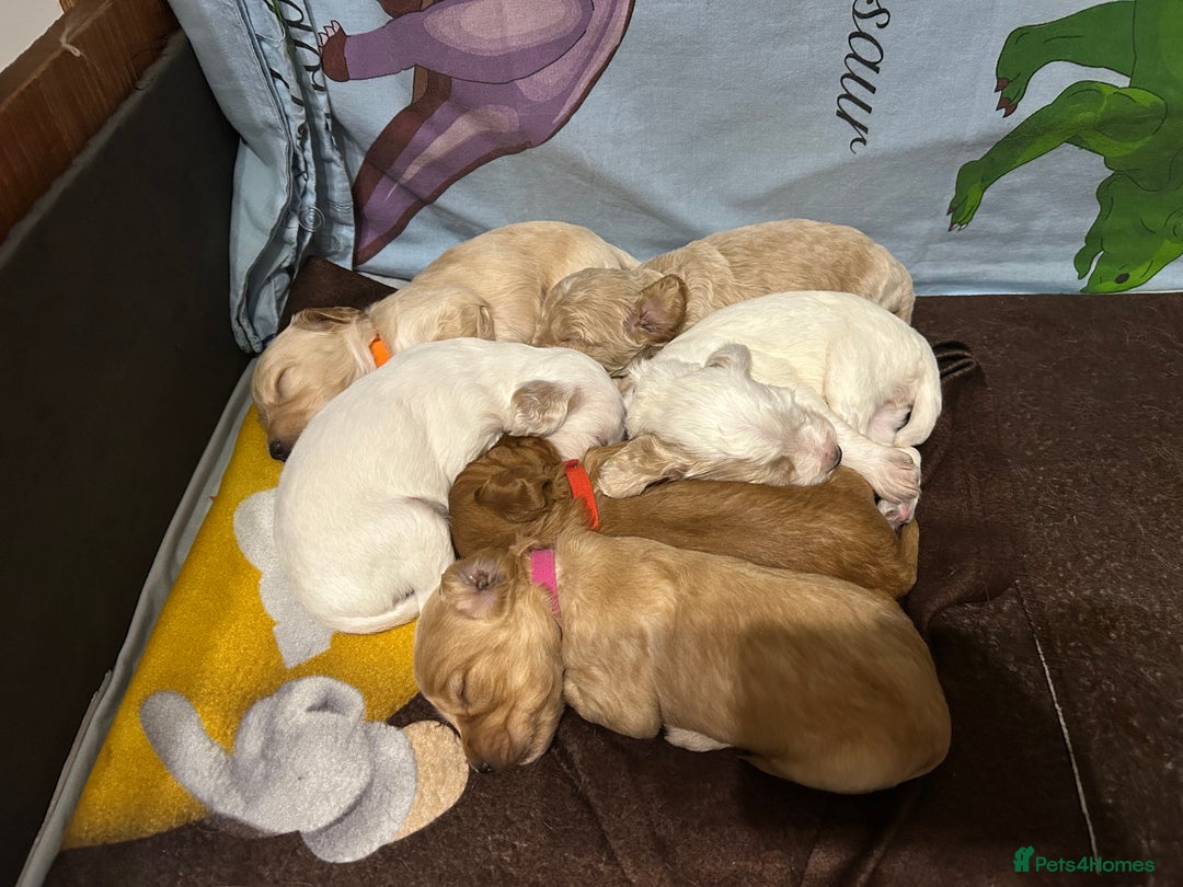 Cockapoo dogs for sale: Gorgeous F2 cockapoo puppies  - Image 9