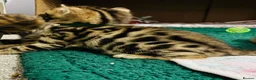 Bengal cats for sale: Amazing Bengal Kittens for sale  - Advert 3
