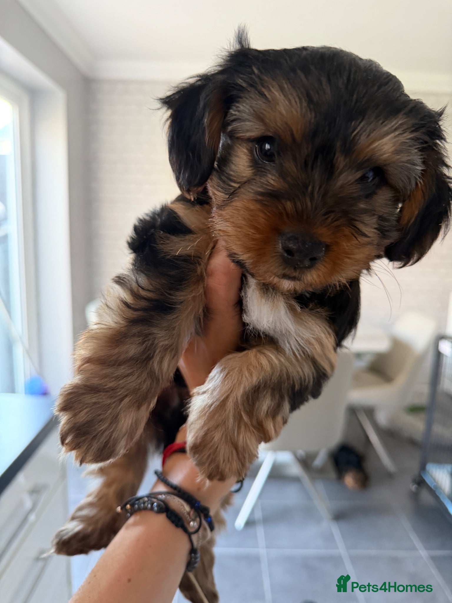 Yorkshire Terrier dogs Yorkshire Terrier  - Advert 2