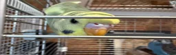 Budgerigars birds for sale: Beautiful Baby Budgies - Advert 4