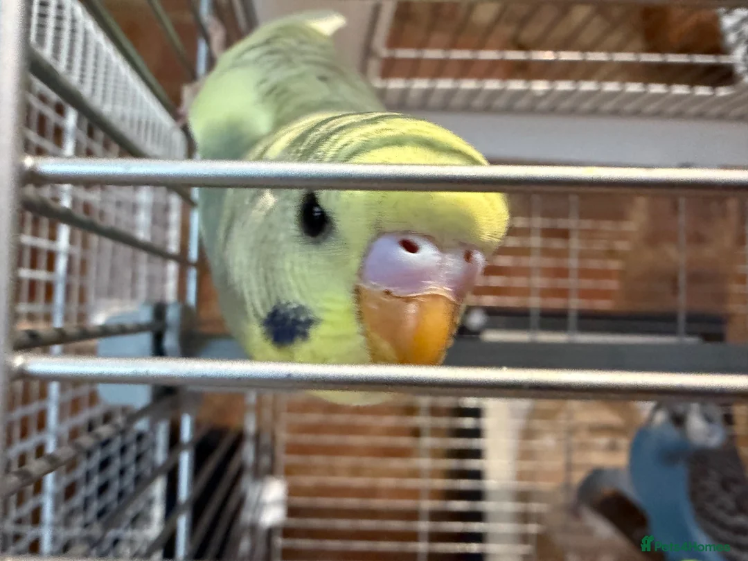 Budgerigars birds for sale: Beautiful Baby Budgies - Advert 4