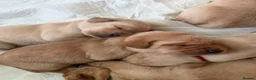 Labrador Retriever dogs for sale: KC Reg Fox Red / Blonde  Lab Puppies – Home Reared - Advert 18