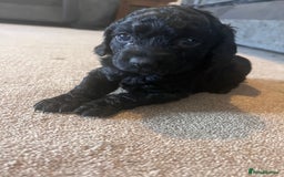 Cockapoo dogs for sale: 2 beautiful F2 cockapoos  - Image 3