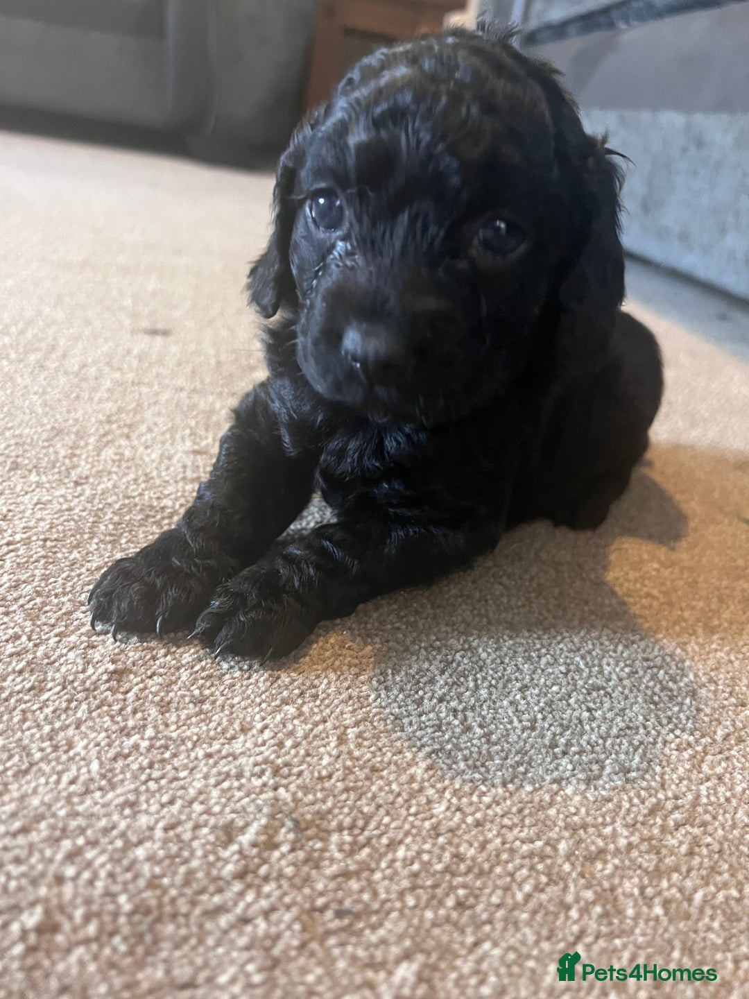 Cockapoo dogs for sale: 2 beautiful F2 cockapoos  - Image 3