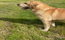 Labrador Retriever dogs for sale: KC health tested Labrador Pups  - Image 24