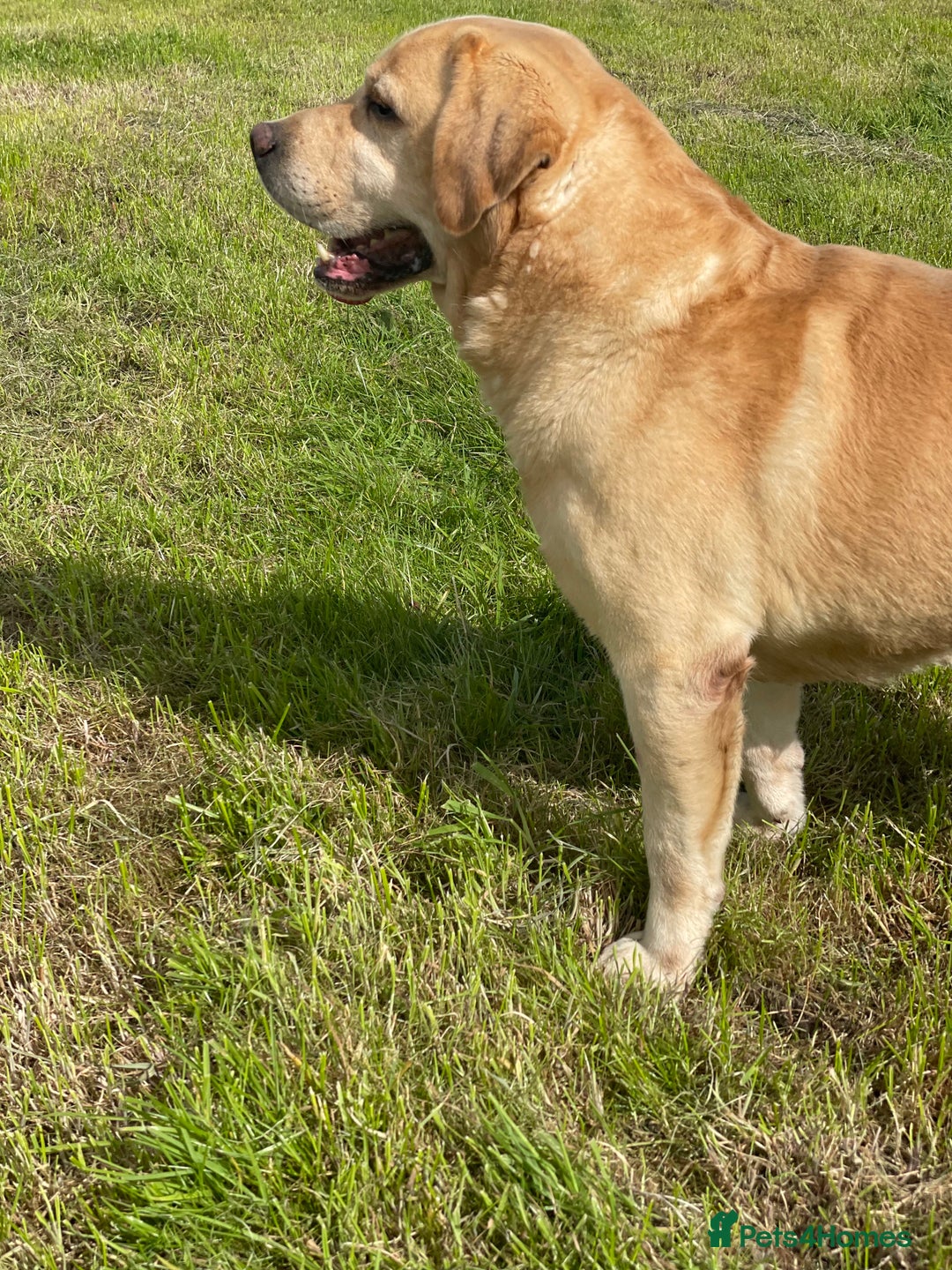 Labrador Retriever dogs for sale: KC health tested Labrador Pups  - Image 24