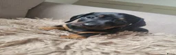 Dachshund dogs for sale: 3 beautiful dachshunds 🐶 in Doncaster - Advert 5