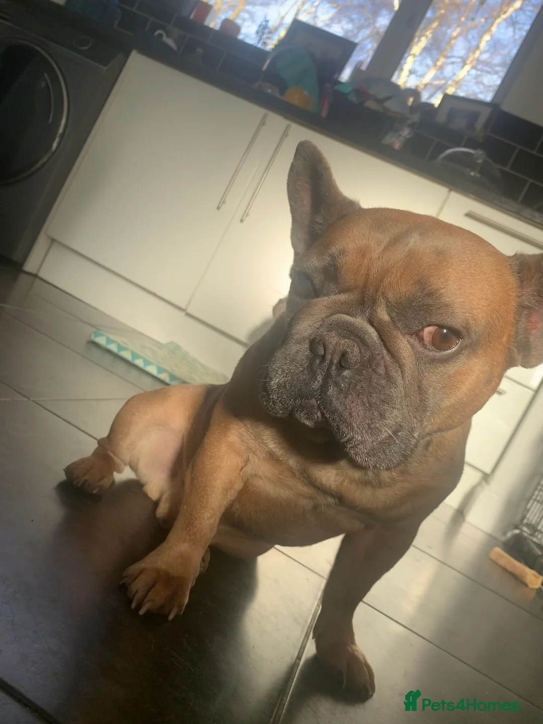 French Bulldog dogs for sale: Looking for a new home - Advert 1