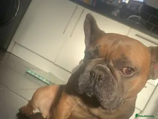 French Bulldog dogs Looking for a new home - Advert 5