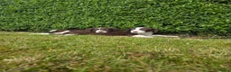 Sprollie dogs for sale: Sprollie  - Advert 6