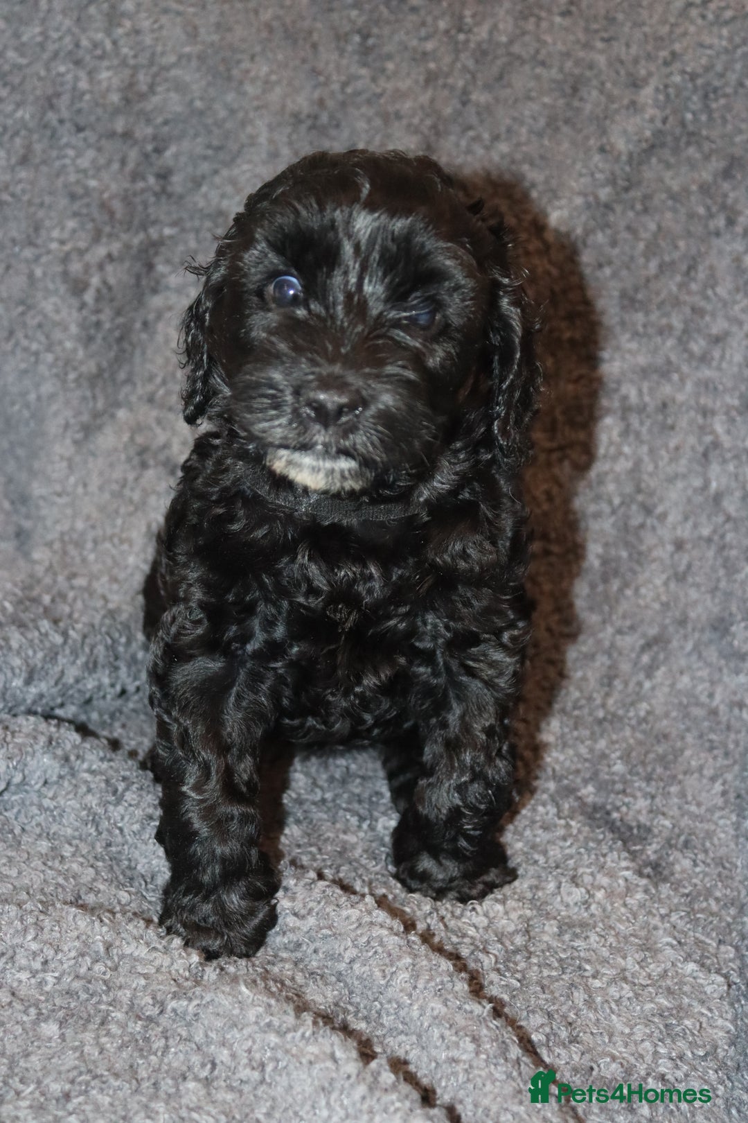 Cockapoo dogs for sale: Adorable Puppies Looking for Their Forever Homes! - Advert 7