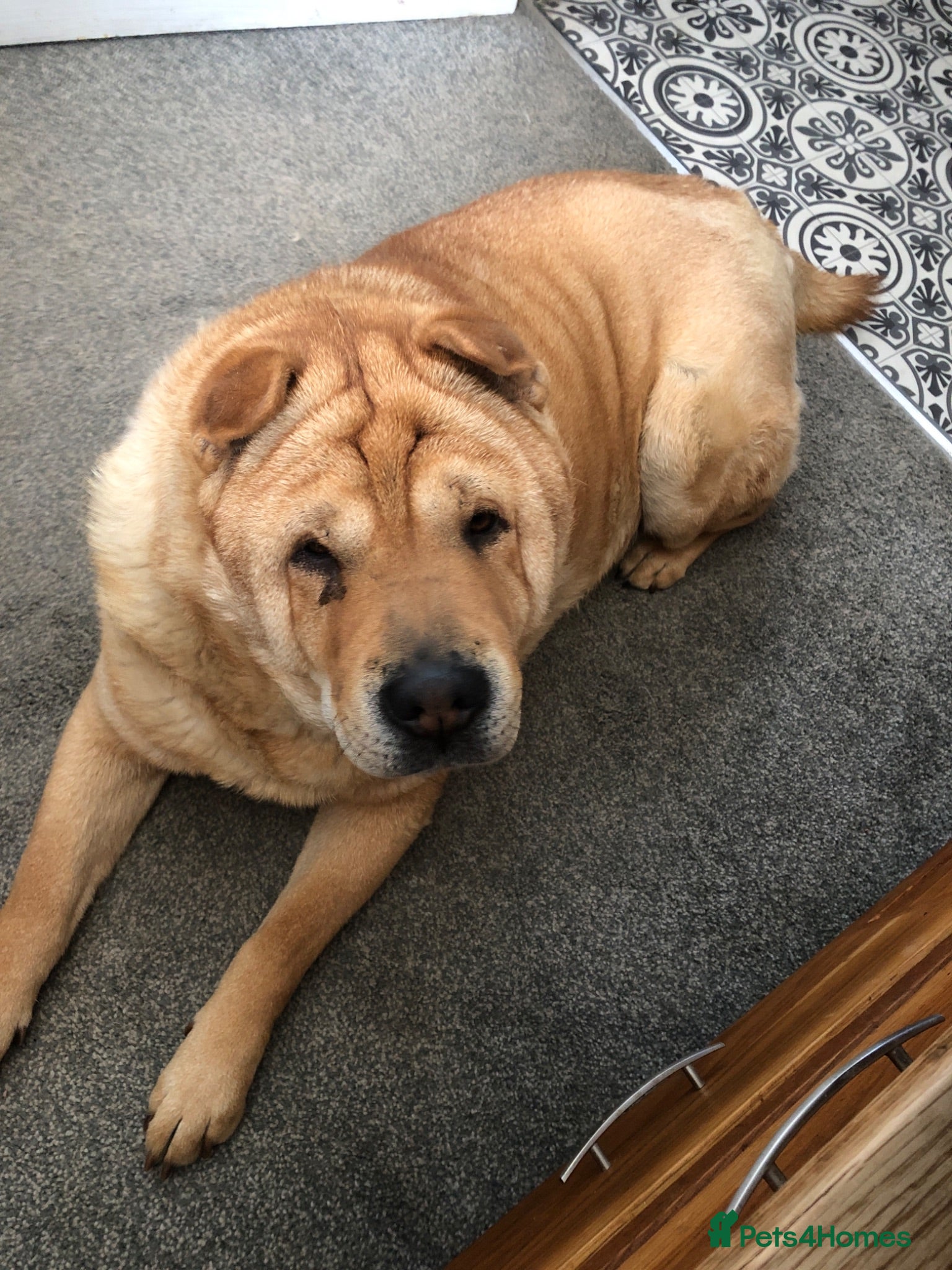 Shar Pei dogs Shar pei dad and son to be rehomed together   - Advert 5