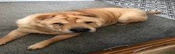 Shar Pei dogs for sale: Shar pei dad and son to be rehomed together   - Advert 1