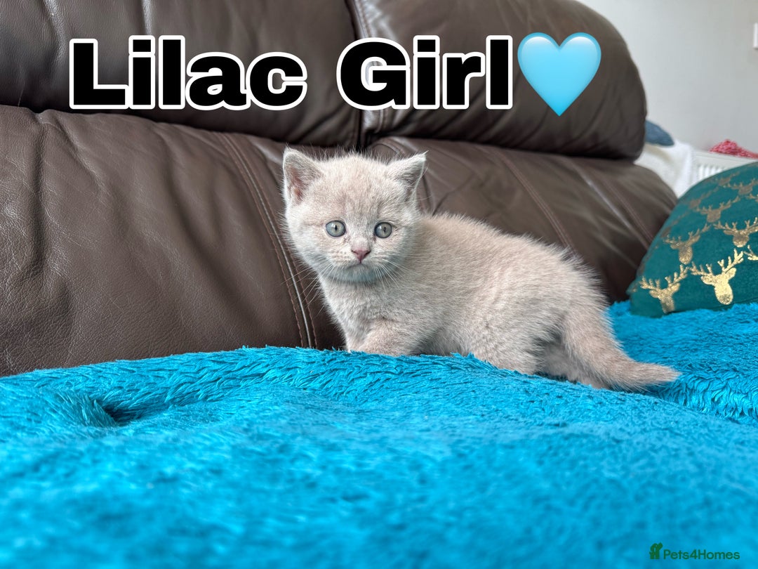 British Shorthair cats for sale: Gorgeous British Shorthair Kittens - Image 8