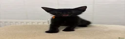 Domestic Shorthair cats for sale: 4 adorable kittens looking for new homes - Advert 8
