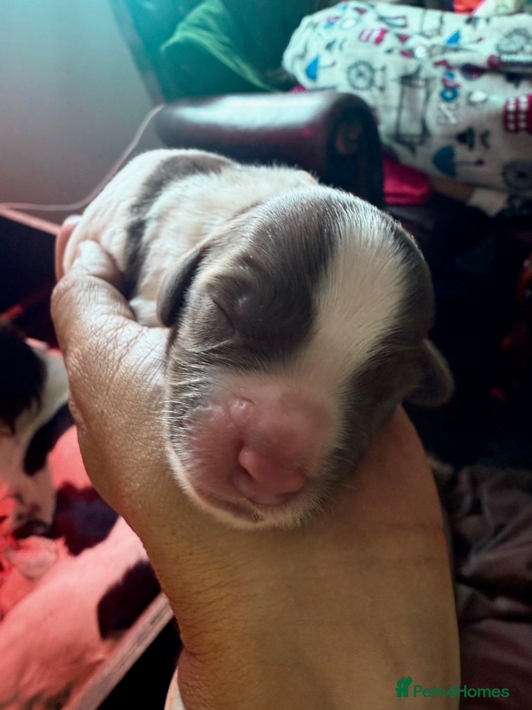 English Springer Spaniel dogs for sale: Springer Spaniel puppies - top pedigree - Image 9