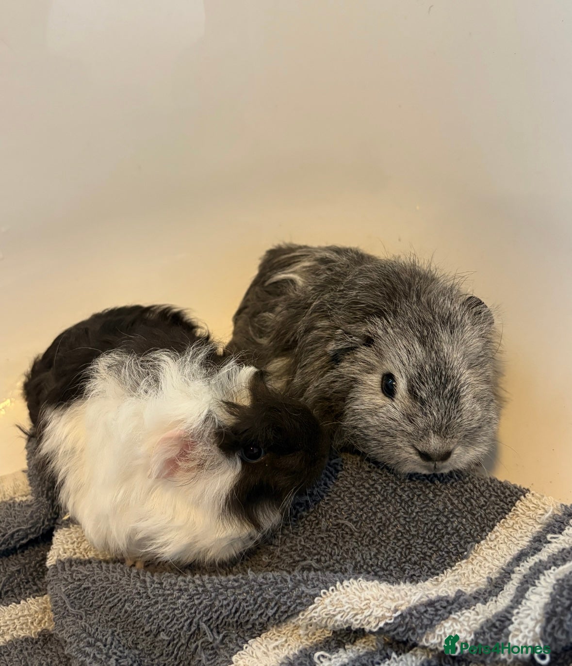 Guinea Pig rodents Two female guinea pigs  - Advert 21