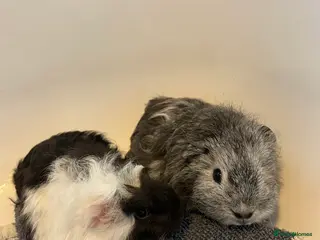 Guinea Pig rodents Two female guinea pigs - Advert 21