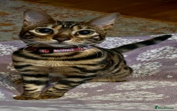 Bengal cats for sale: Beautiful Bengal kitten 7 months - Advert 3
