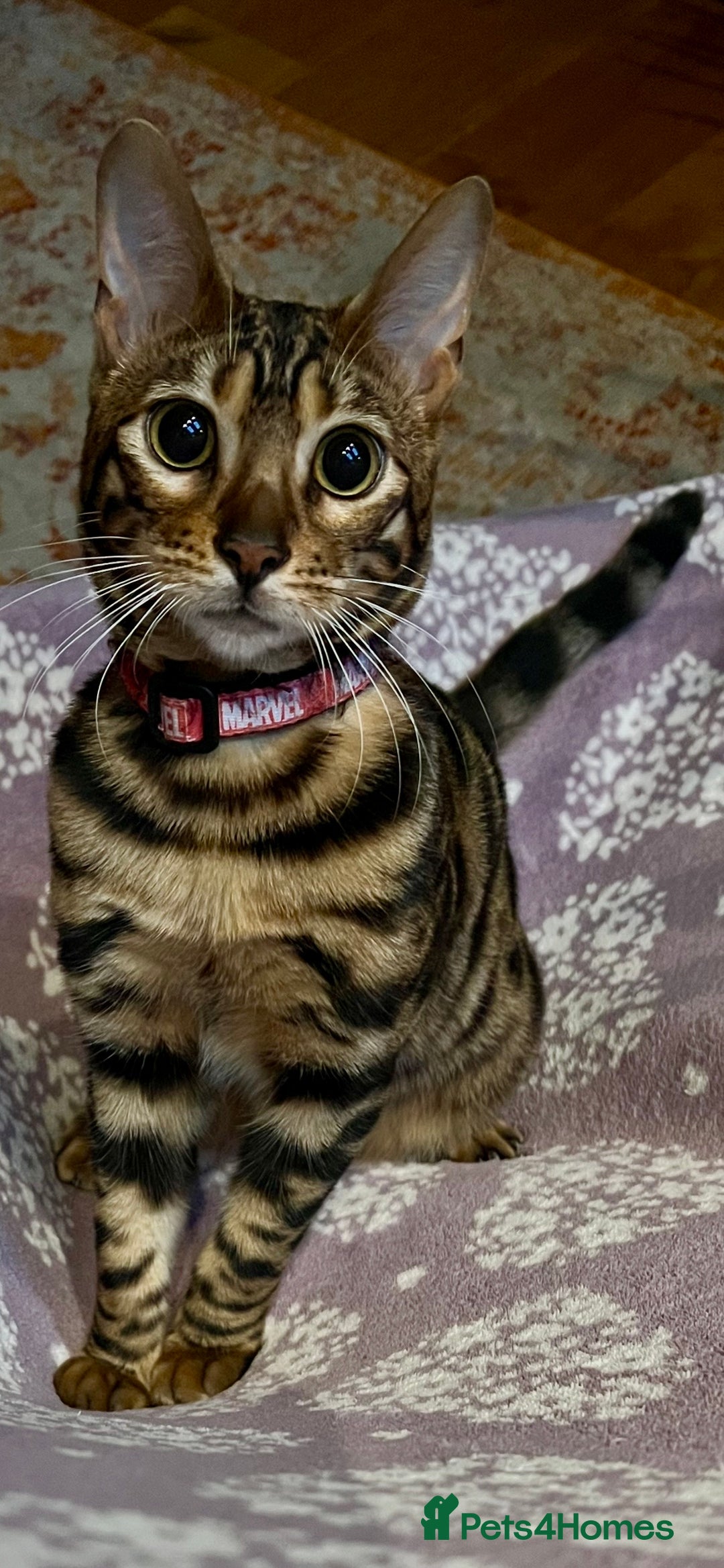 Bengal cats for sale: Beautiful Bengal kitten 7 months - Advert 3
