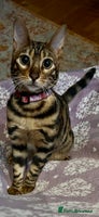 Bengal cats Beautiful Bengal kitten 7 months - Advert 2