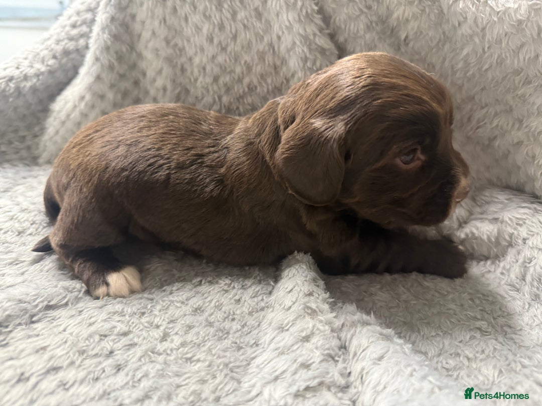 Cocker Spaniel dogs for sale: Last pup Working Cocker Spaniel Puppies! 🐶 in Chatteris - Image 12