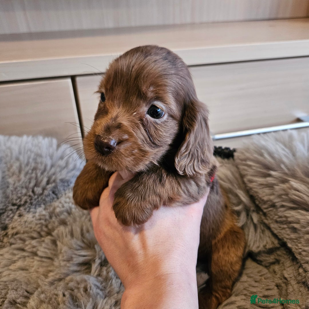 Cocker Spaniel dogs for sale: Rare Merle Working Type Cocker Spaniels - Advert 24
