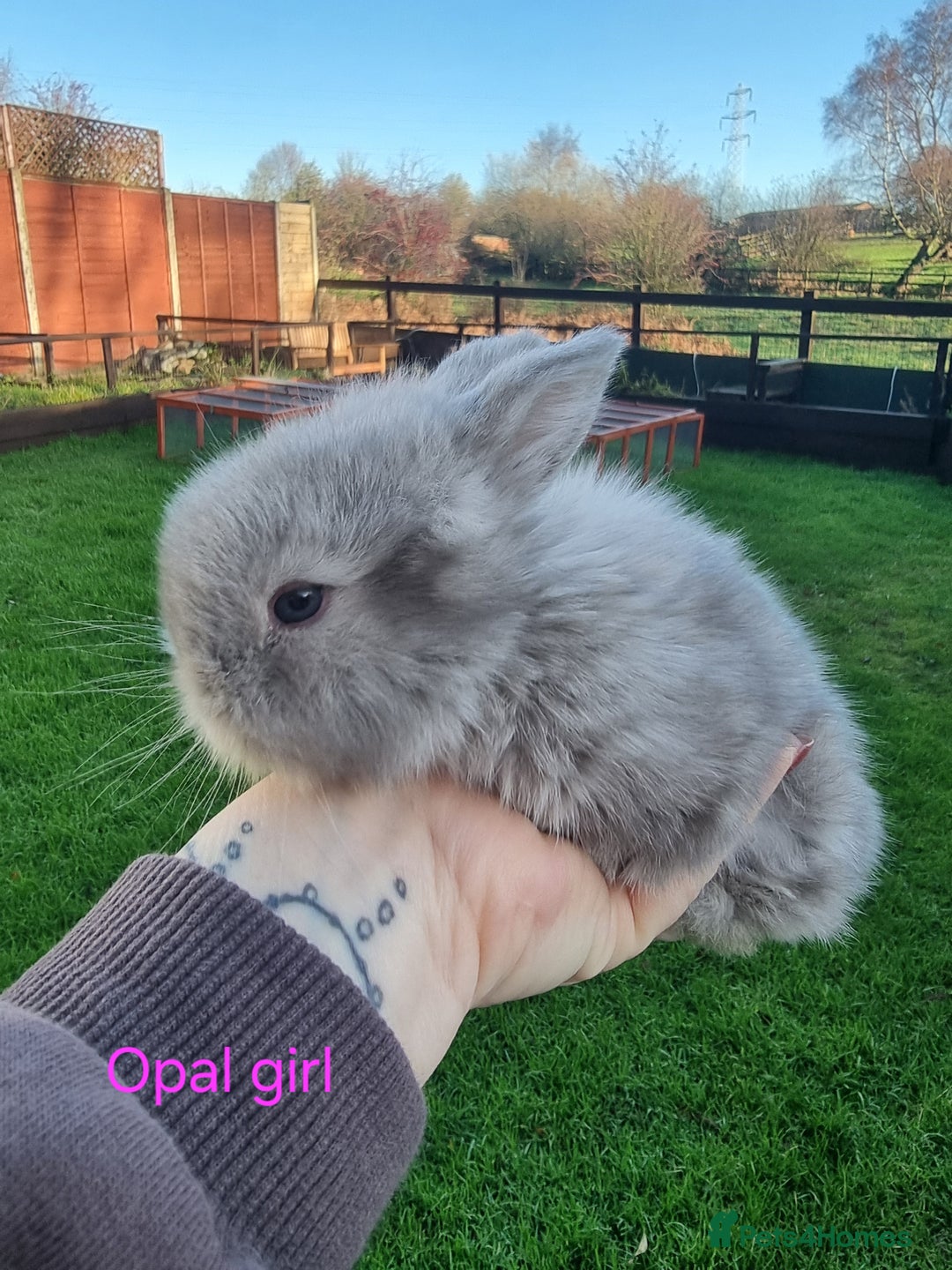 Mini Lion Lop rabbits for sale: Beautiful Mini lion lops ready for  **   - Advert 3