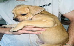 American Bull Staffy dogs for sale: 2 Female American bull x staff puppies left - Image 34