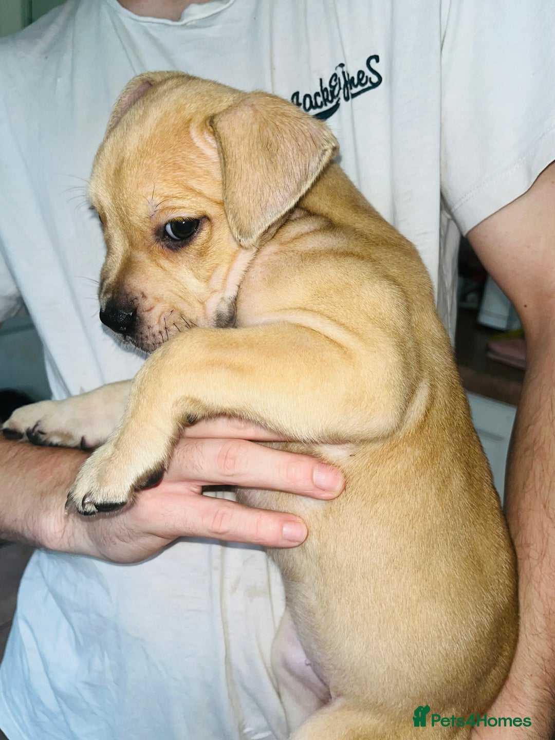 American Bull Staffy dogs for sale: 2 Female American bull x staff puppies left - Image 34
