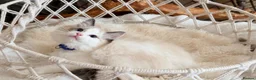 Ragdoll cats for sale: Show quality Ragdoll kittens from champion lines - Advert 35