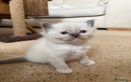 Ragdoll cats for sale: Purebred Blue Mitted Ragdoll Kittens - Image 5