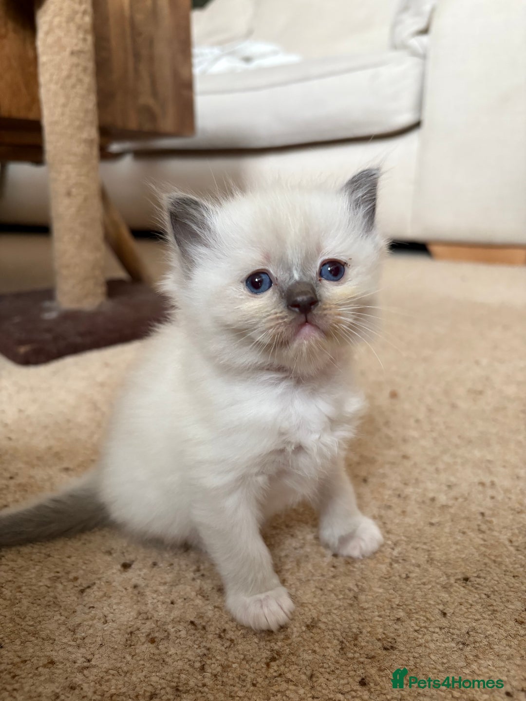 Ragdoll cats for sale: Purebred Blue Mitted Ragdoll Kittens - Image 5