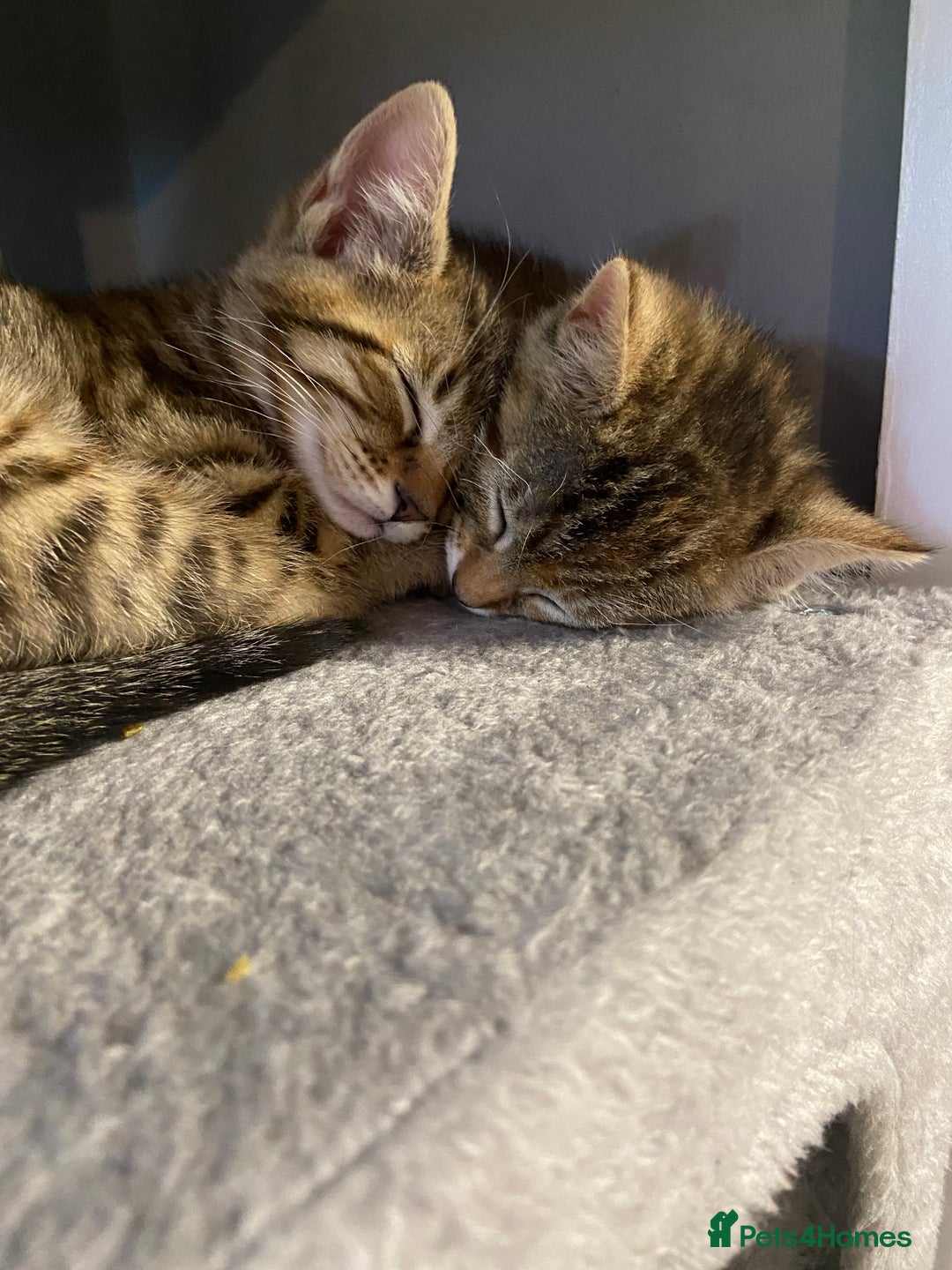 Bengal cats for sale: Bengal cross moggy kittens  - Advert 1