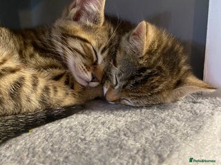 Bengal cats Bengal cross moggy kittens - Advert 1