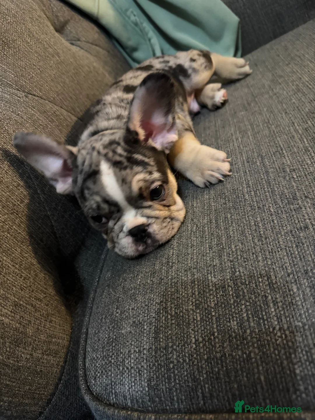 French Bulldog dogs for sale: DWKC Registered Puppies – Health Tested  - Advert 29