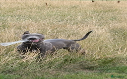 Mixed Breed dogs for sale: Handsome grey Lurcher 9 month old   - Image 8