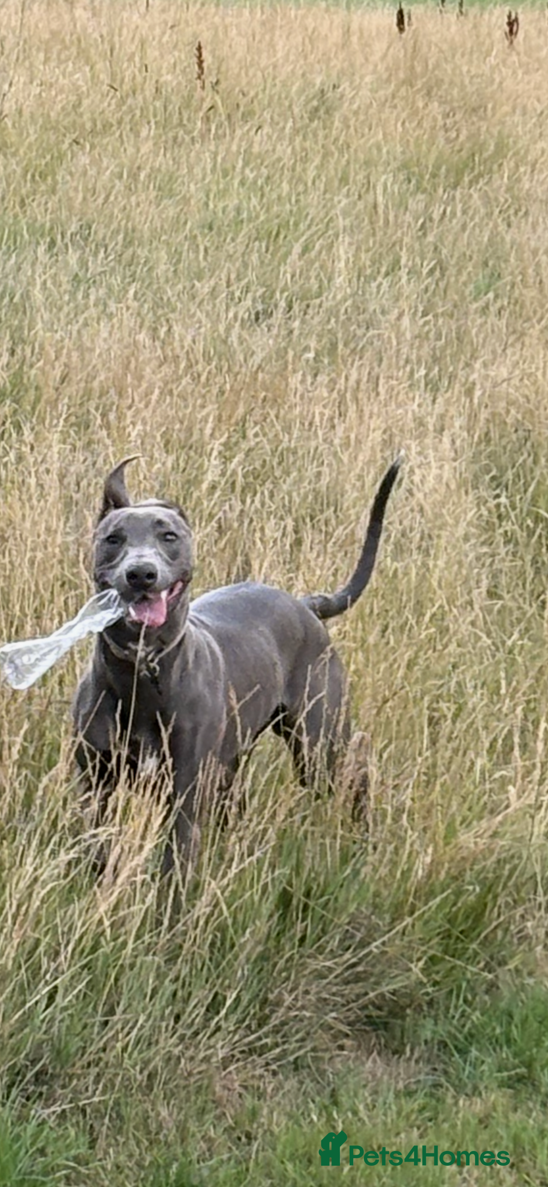 Mixed Breed dogs for sale: Handsome grey Lurcher 9 month old   - Image 8