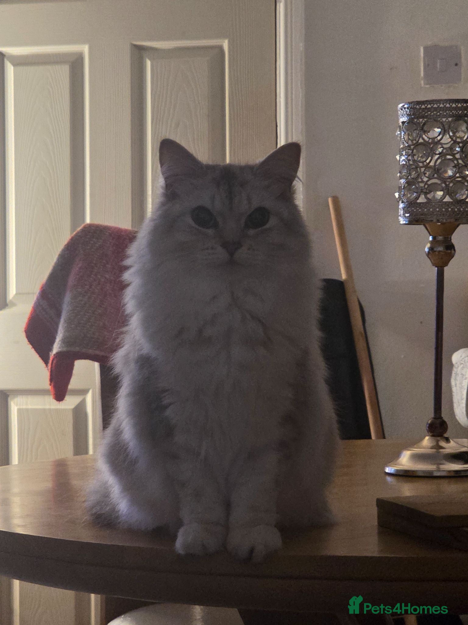 Siberian cats Siberian hypoallergenic cat  - Advert 1