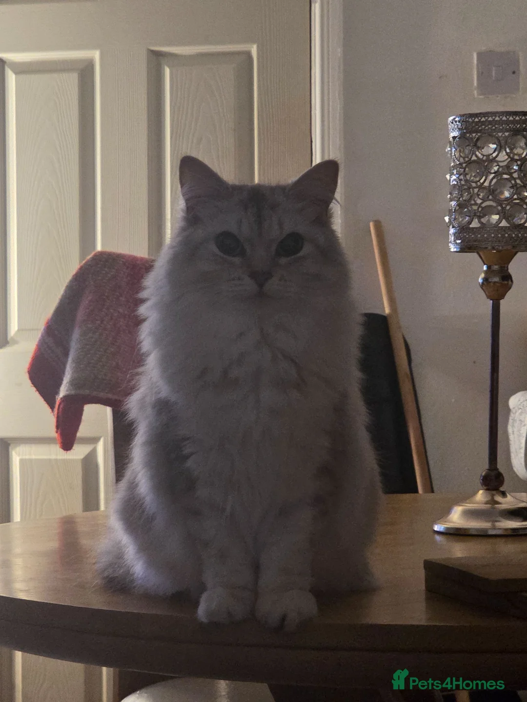 Siberian cats for sale: Siberian hypoallergenic cat  in Southport - Advert 1