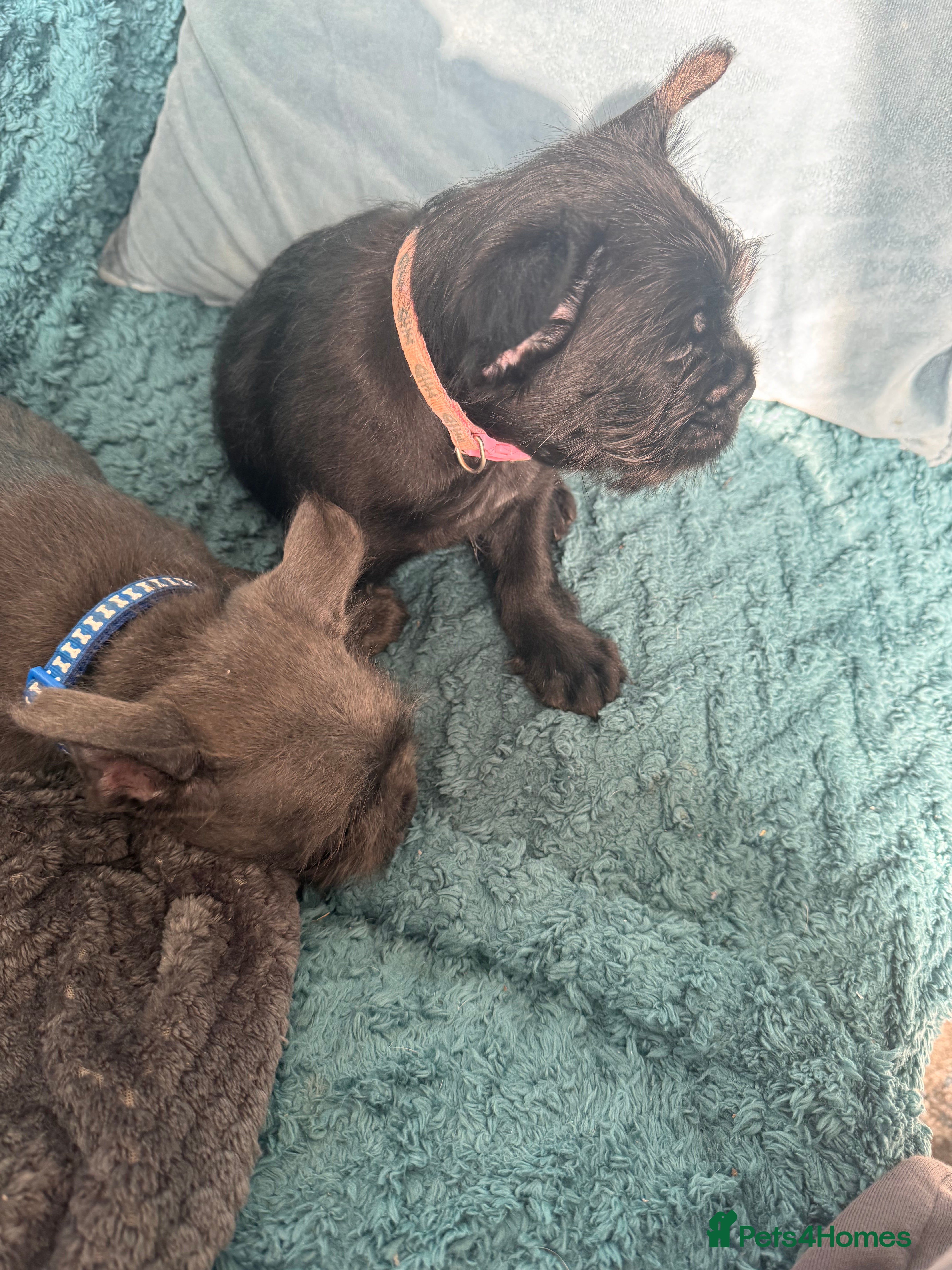 Mixed Breed dogs French bulldogs  - Advert 1