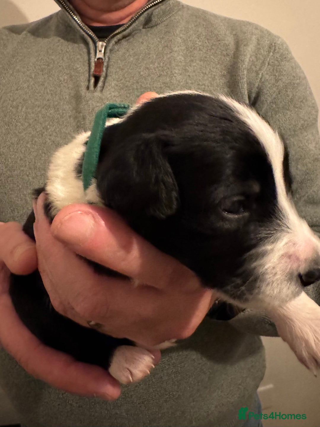 Bordoodle dogs for sale: 🐾 Beautiful Bordoodle Puppies Available 🐾 - Advert 21