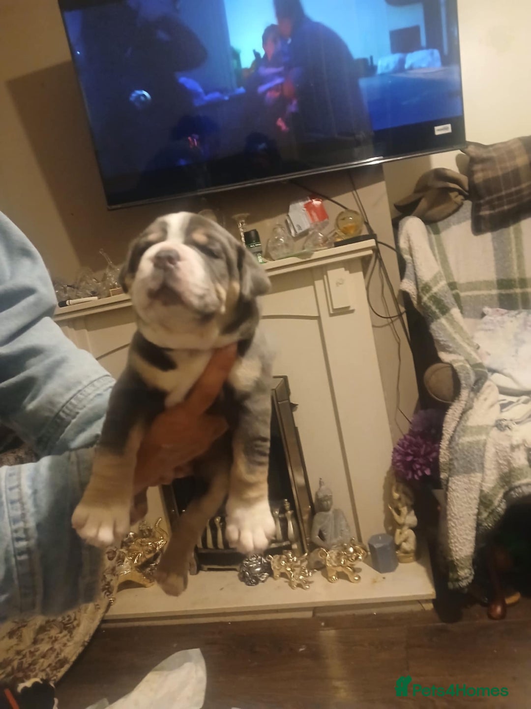 Olde English Bulldogge dogs for sale: Beautiful Litter OLDE ENGLISH BULLDOG  - Image 17