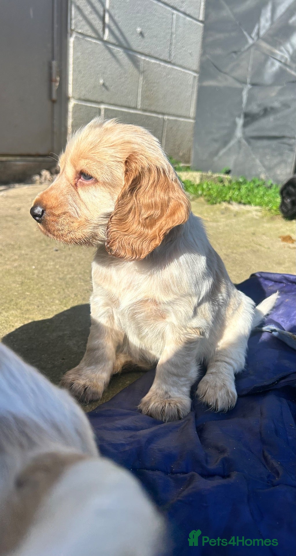 Cocker Spaniel dogs Cocker Spaniel Pups  - Advert 17