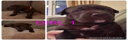 Cane Corso dogs for sale: Cane Corso puppies - Advert 6