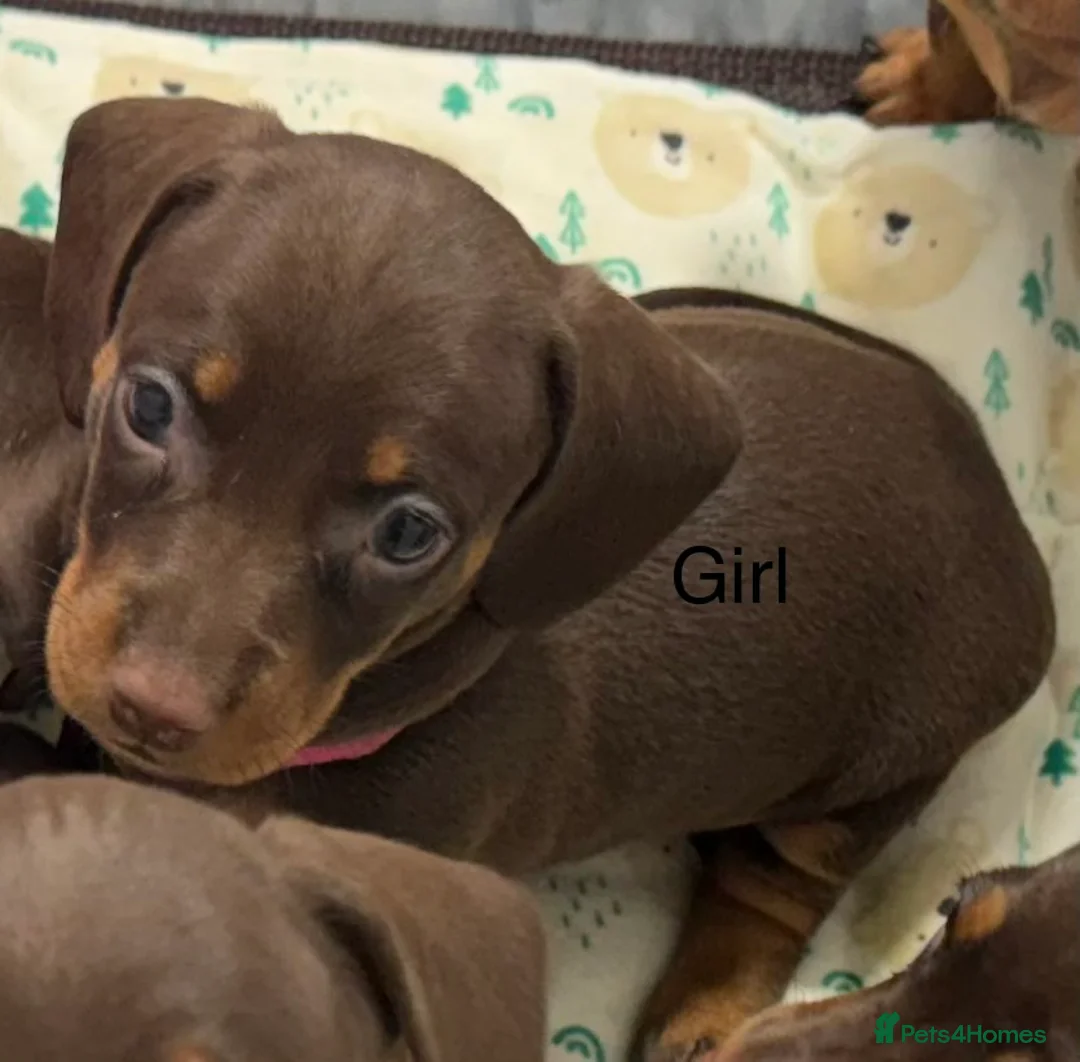 Miniature Dachshund dogs for sale: Miniature dachund puppies smooth hair  - Advert 15