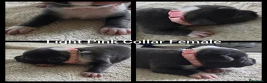 Light Pink Collar Female